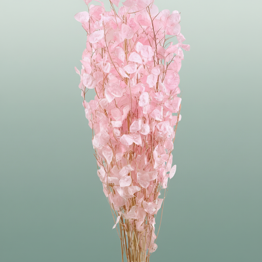 Dried Lunaria Pink