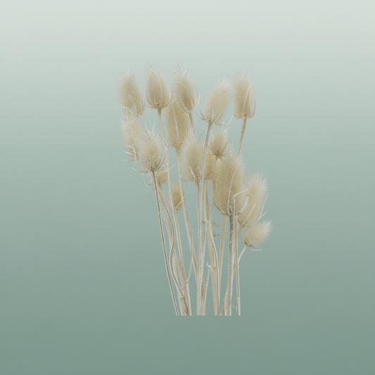 Dried Cardi Stella Bleached