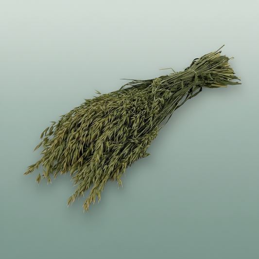 Dried Avena (haver) Natural