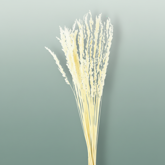 Dried Erba Cristina Bleached