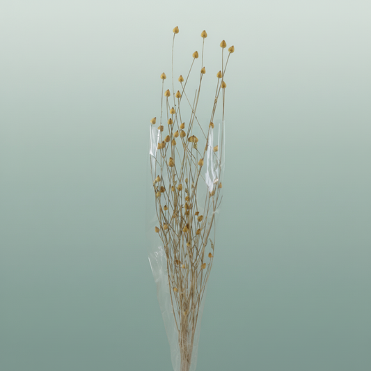 Dried Centaurea Natural