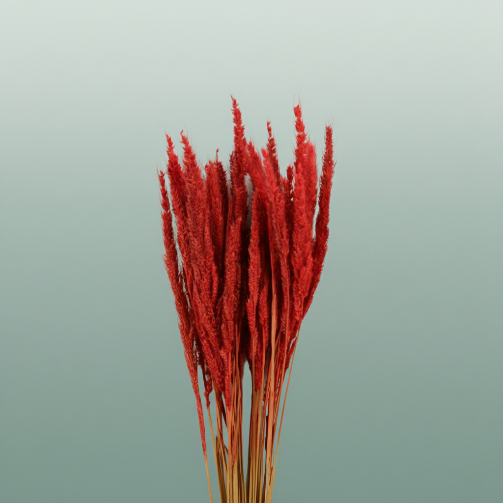 Dried Pinion Grass Red