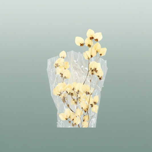 Dried Bougainvillea Bleached Bunch