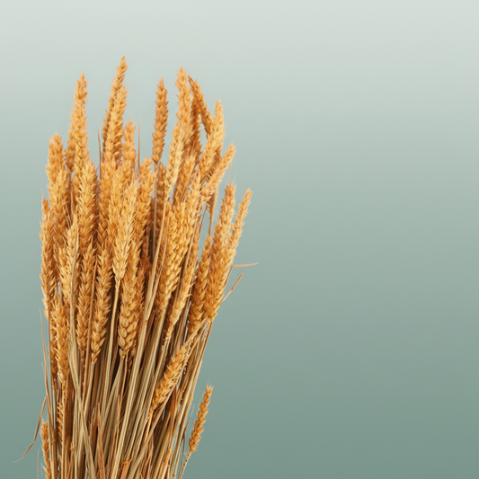 Dried Triticum Frosted Orange