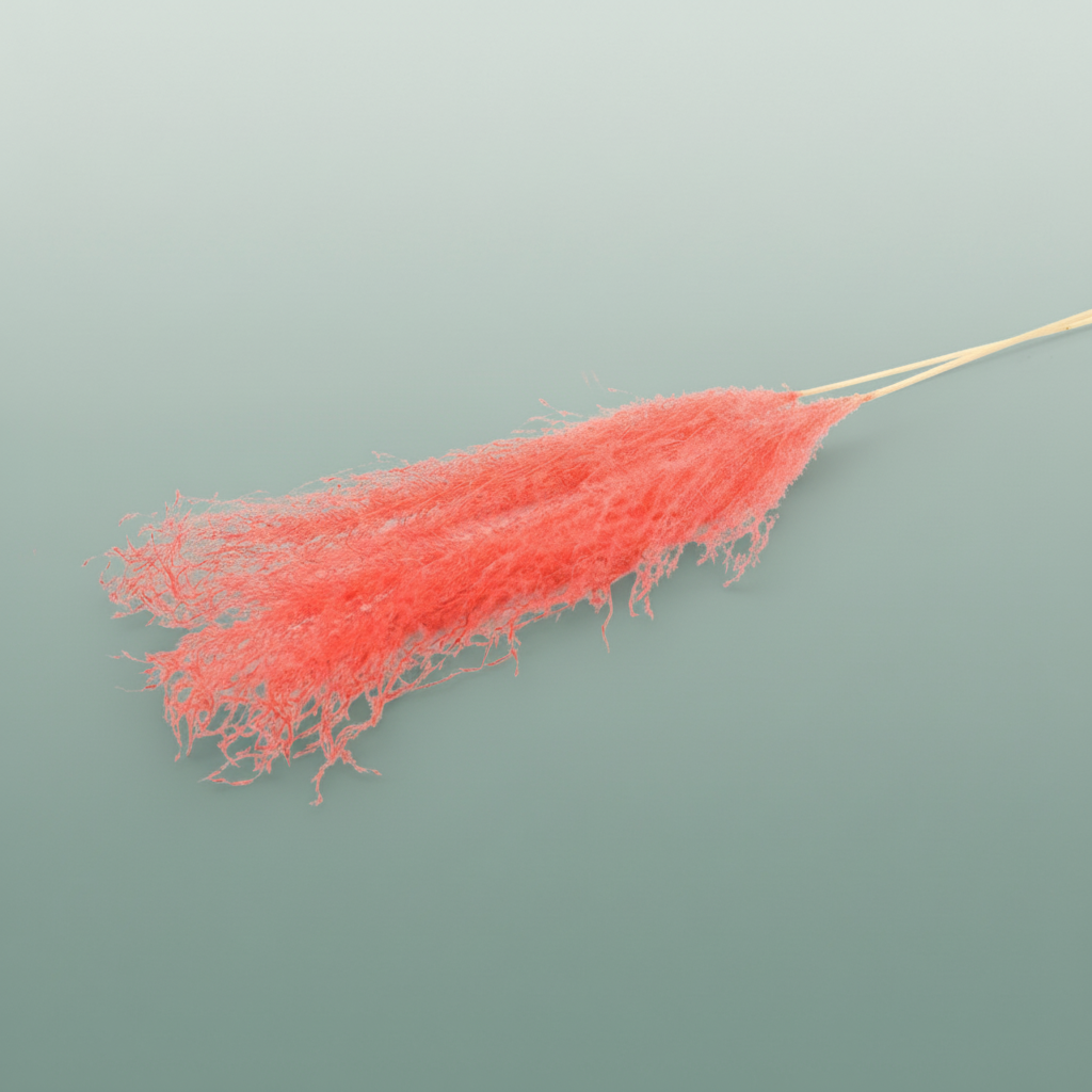 Dried Silvergrass Xl Cerise