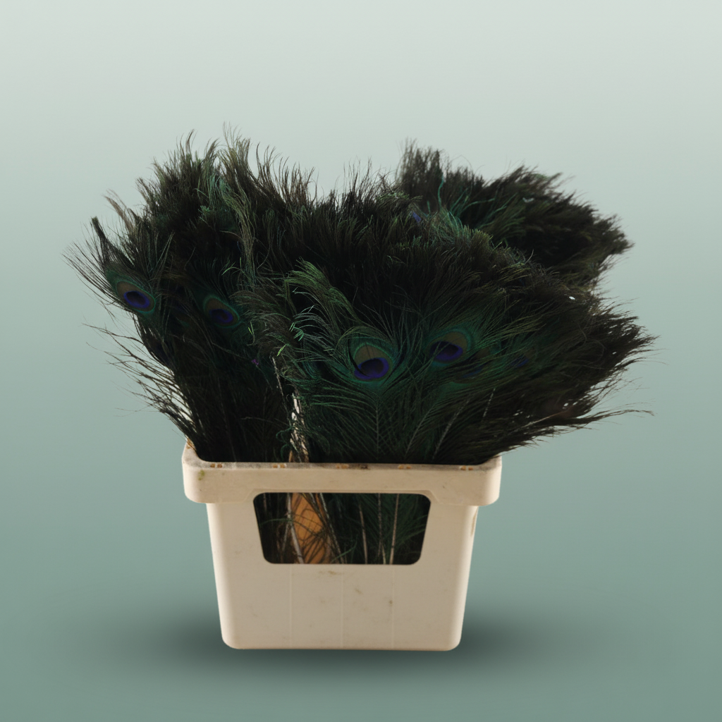 Feather Peacock Natural