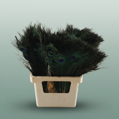 Feather Peacock Natural