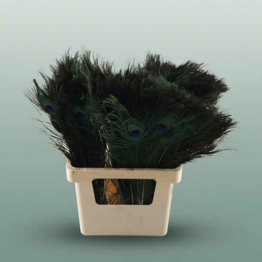 Feather Peacock Natural