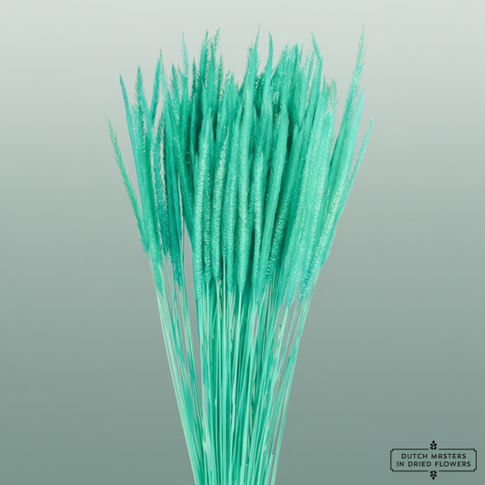 Dried Silk Worms Extra Turquoise