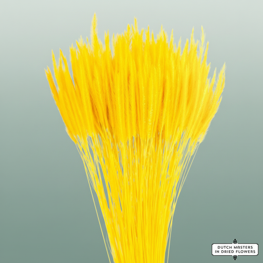 Dried Silk Worms Extra Yellow