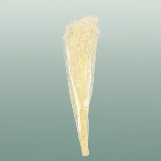 Pres Gypsophila Bleached