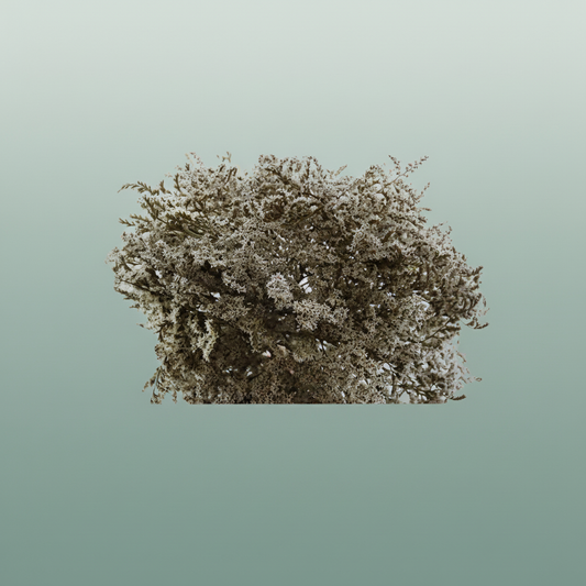 Dried Statice Tatarica Natural Pkg