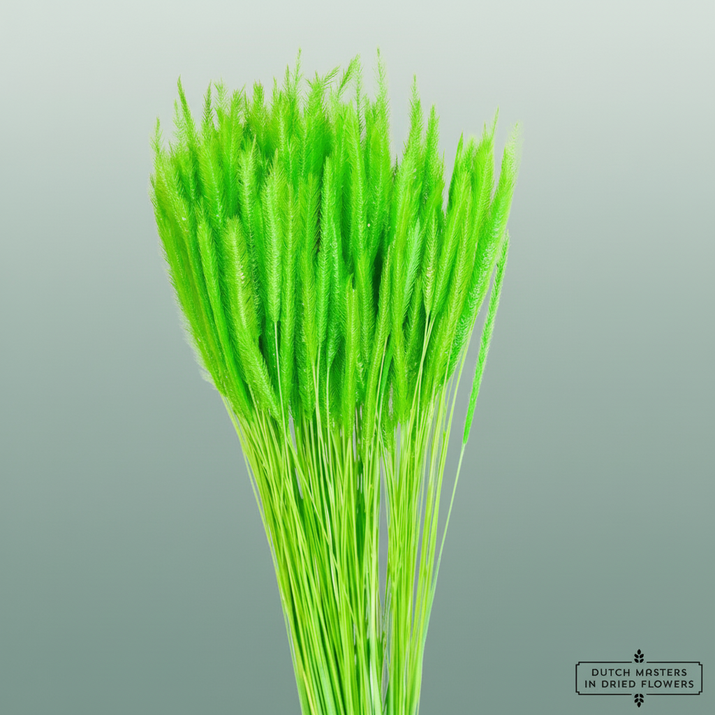 Dried Silk Worms Extra Green