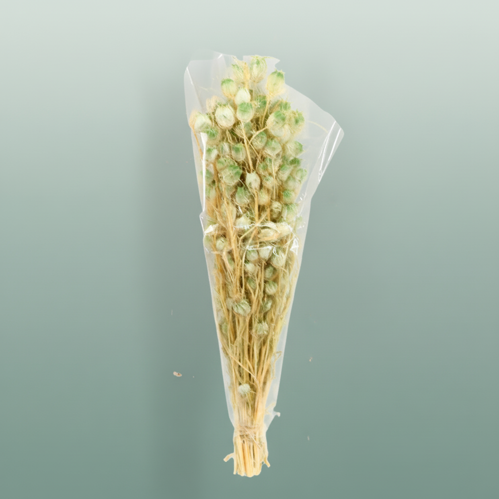 Pres Nigella Soft Green