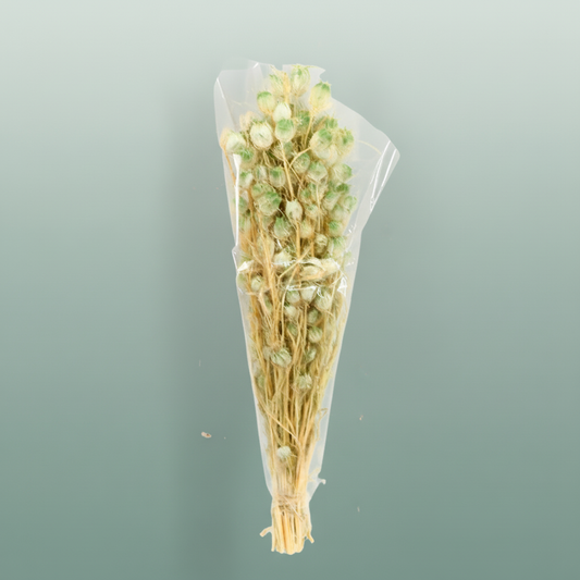 Pres Nigella Soft Green