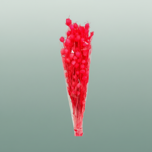 Pres Nigella Fuchsia