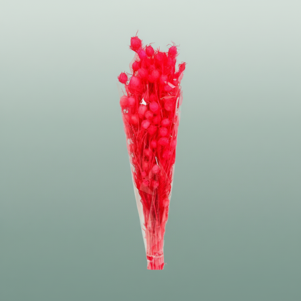 Pres Nigella Fuchsia