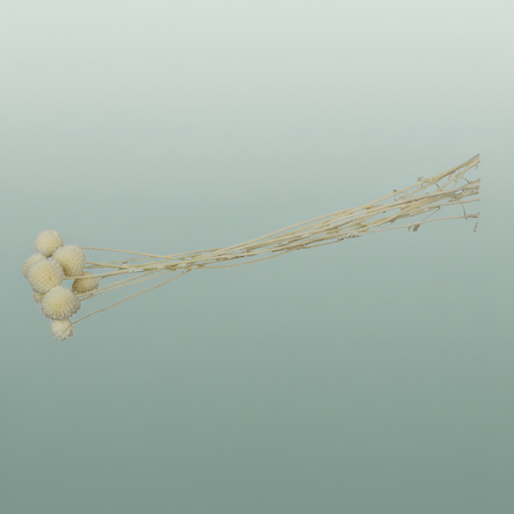 Pres Craspedia Bleached