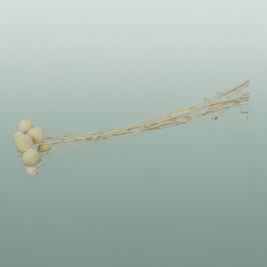 Pres Craspedia Bleached