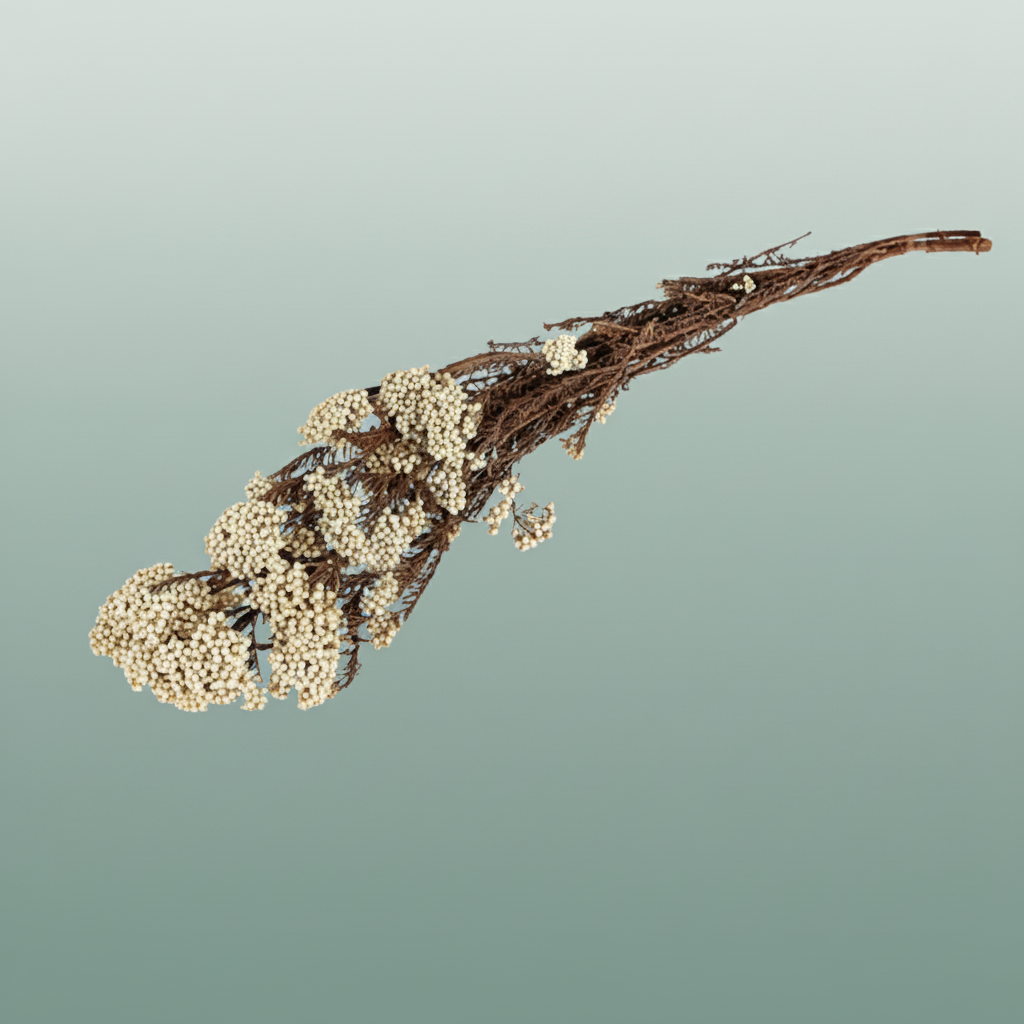 Pres Rice Flower Naturel White