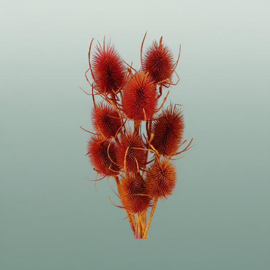 Dried Artz Cardistella Dali