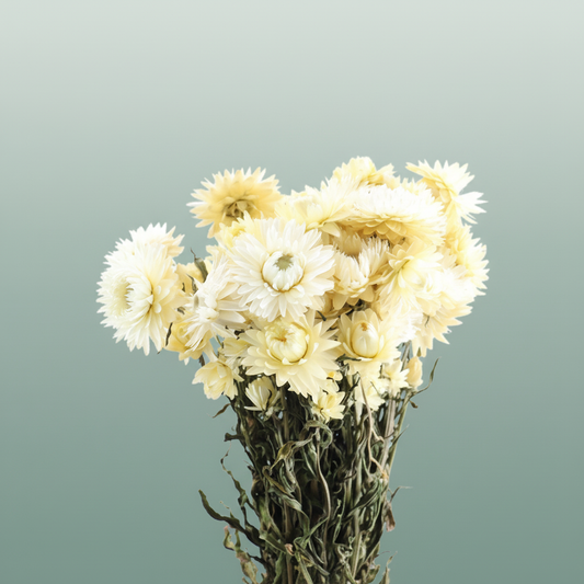 Dried Helichrysum White