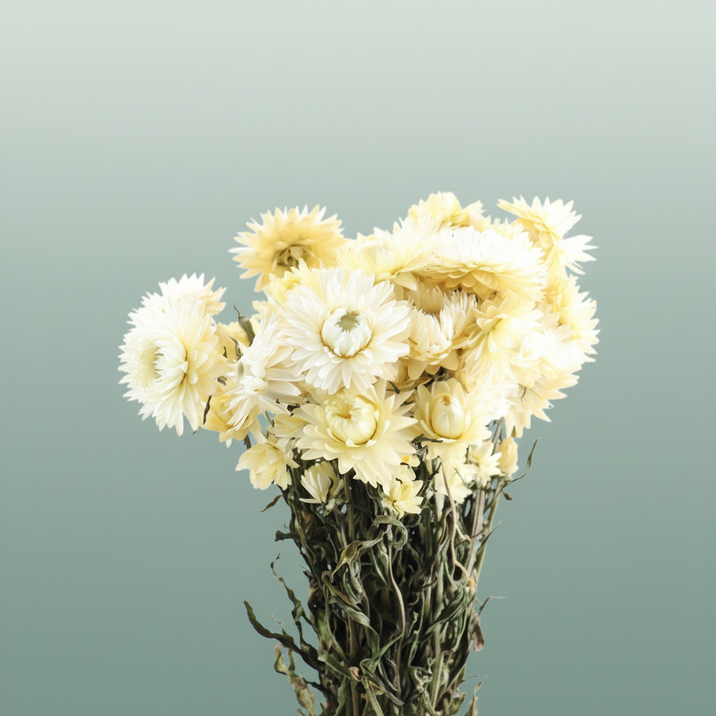 Dried Helichrysum White