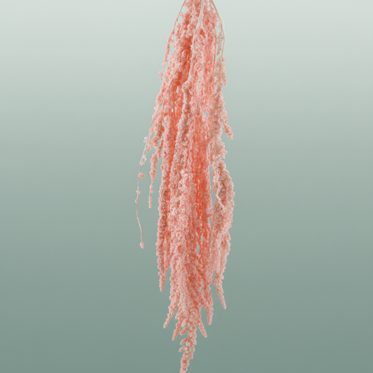 Pres Amaranthus Caud Light pink