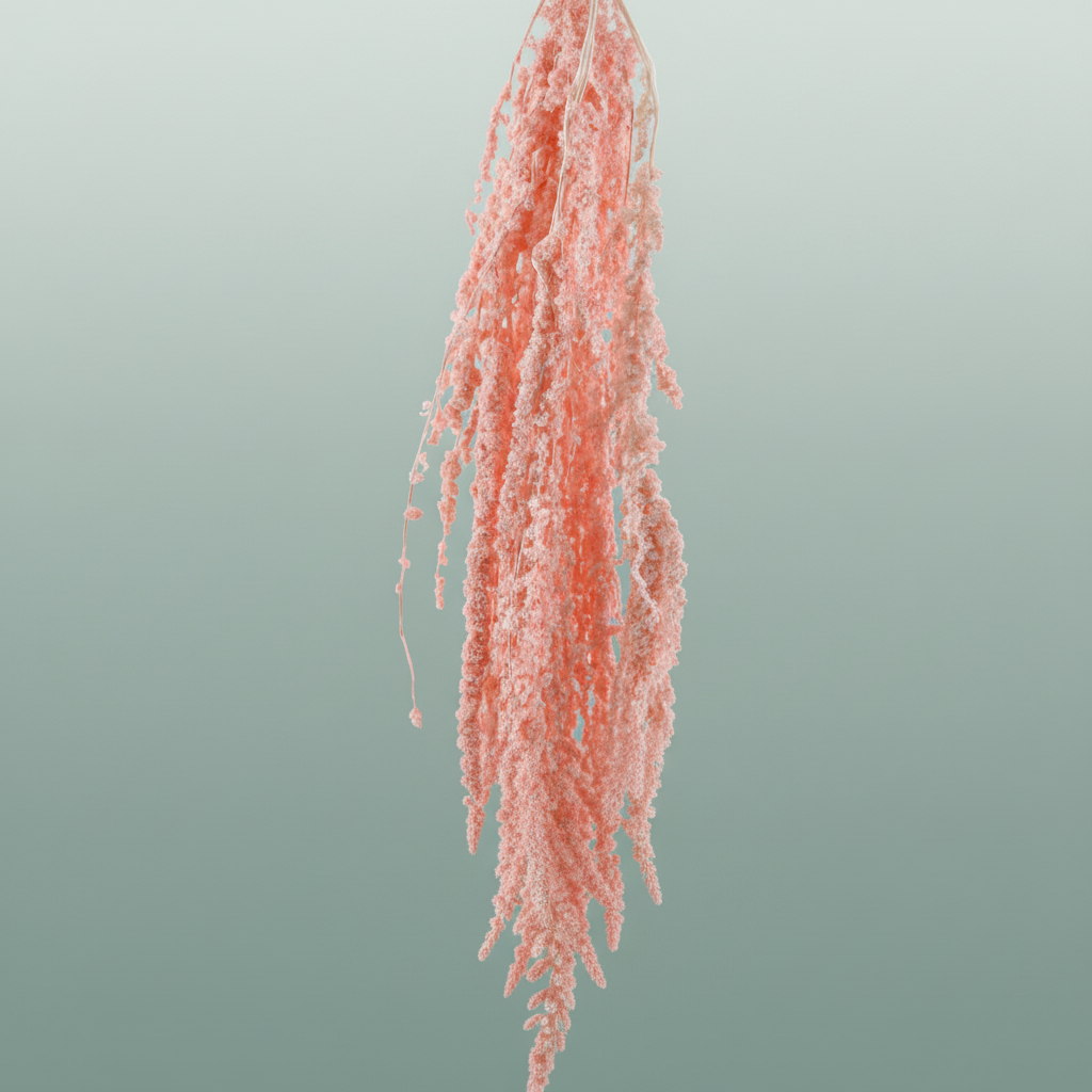 Pres Amaranthus Caud Light pink