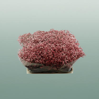 Gypsophila - Gypsophila Other