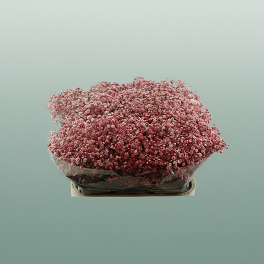 Gypsophila - Gypsophila Other