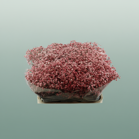 Gypsophila Dyed Red