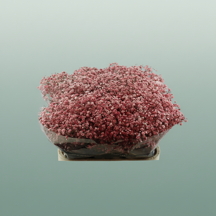 Gypsophila - Gypsophila Other