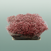 Gypsophila Dyed Red Wine