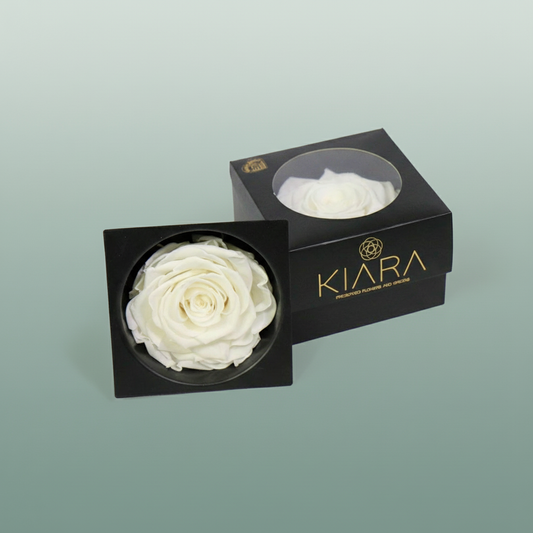 Rose Preserved Pure White Solitarie