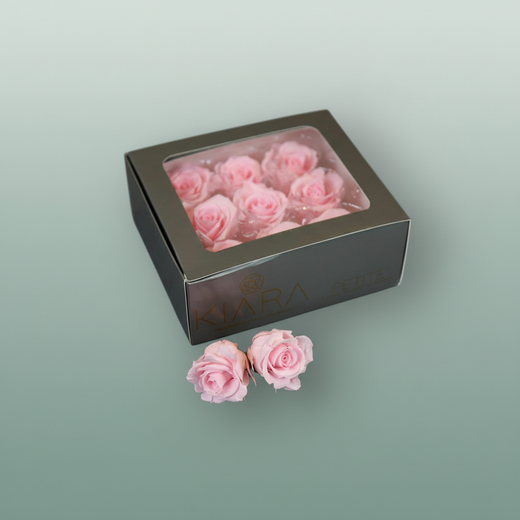 Rose Preserved Bridal Pink Petite
