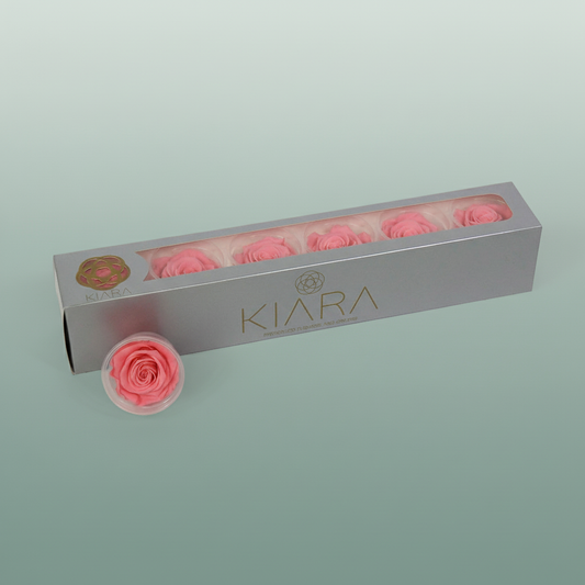 Rose Preserved Conchshell