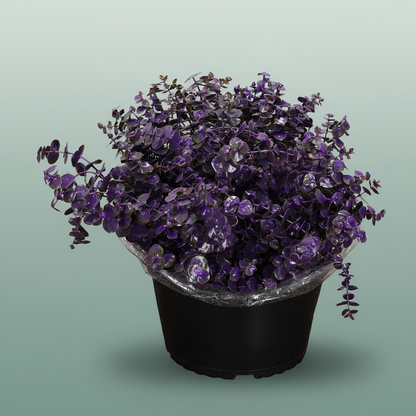 Wax Eucalyptus Baby Blue