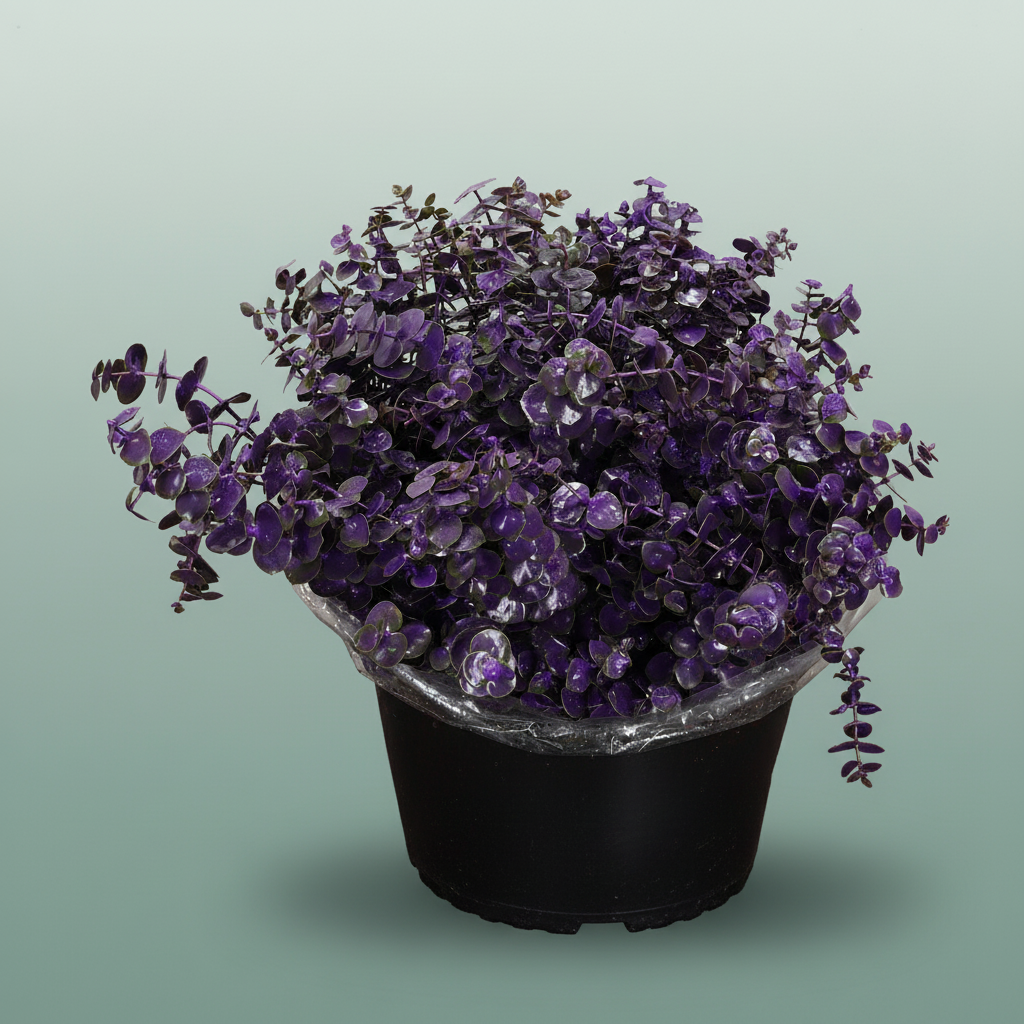 Wax Eucalyptus Baby Blue