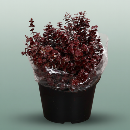 Wax Eucalyptus Baby Blue