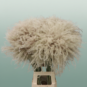 Dried Stipa Feather Natural