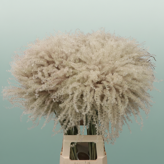 Dried Stipa Feather Natural