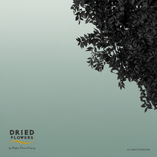 Dried Bleached Ruscus Black