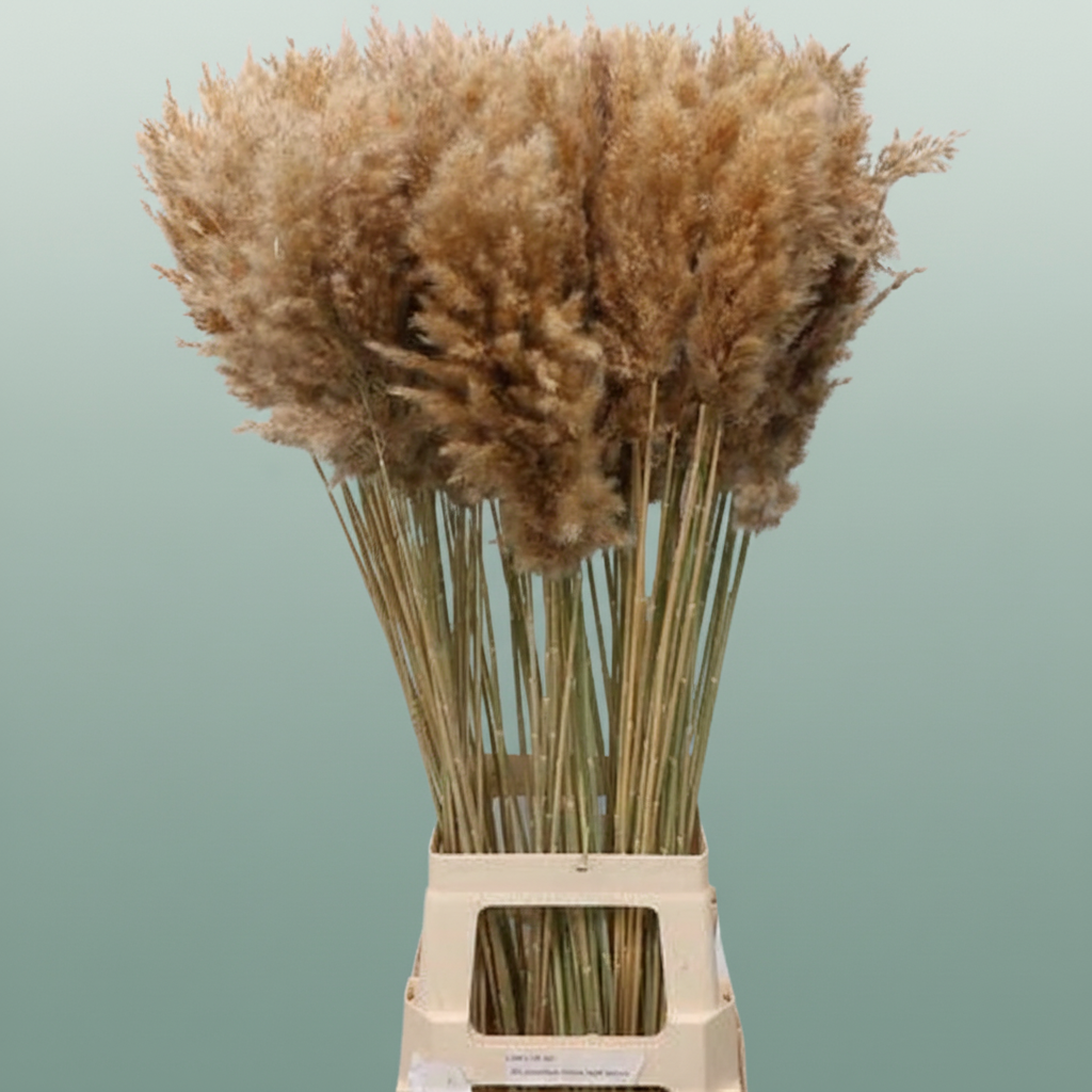 Dried Cortaderia Naturally