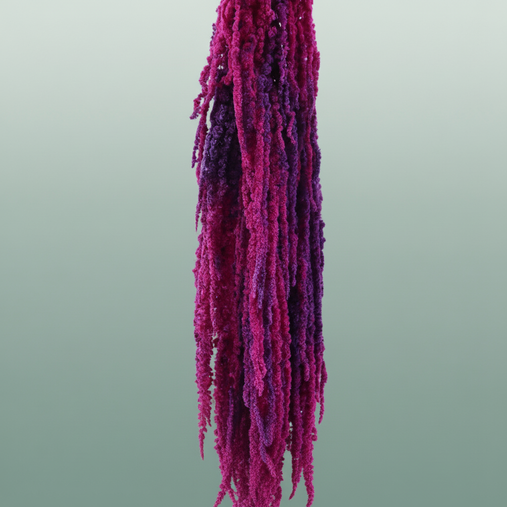 Pres Amaranthus Caud Neon Slv