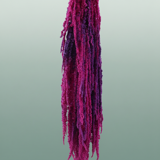 Pres Amaranthus Caud Neon Slv