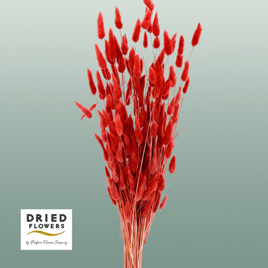 Dried Bleached Lagurus Red