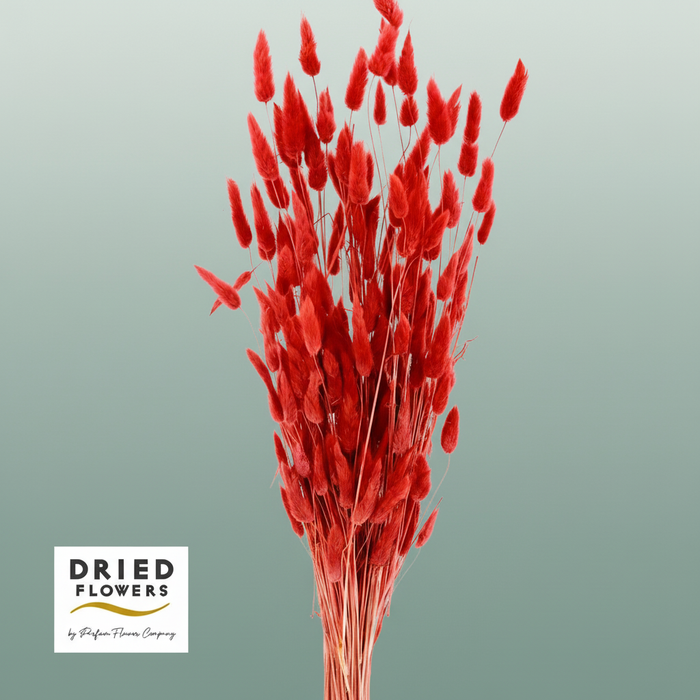 Dried Bleached Lagurus Red