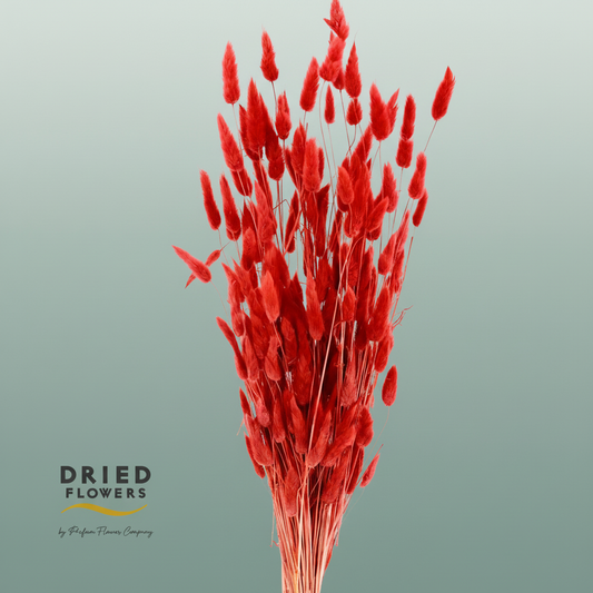 Dried Bleached Lagurus Wine Red