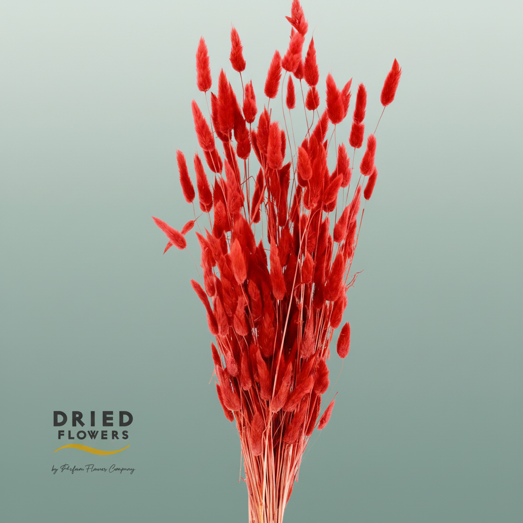 Dried Bleached Lagurus Wine Red